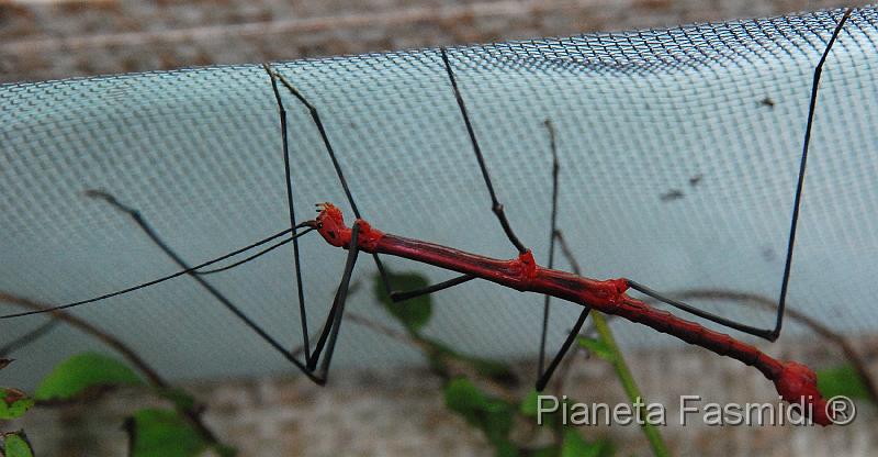 Oreophoetes peruana M 03.JPG